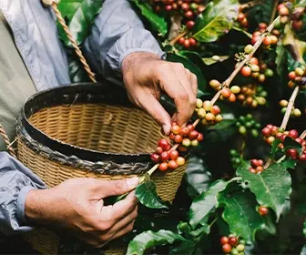 el-cultivo-de-cafe-comienza-con-la-eleccion-de-la-ubicacion-adecuada-excelso-77
