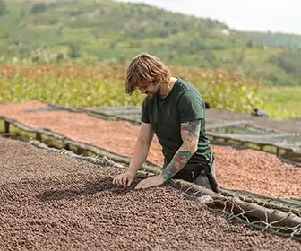 el-proceso-de-cosecha-de-cafe-se-divide-en-varias-fases-o-acciones-cada-una-crucial-para-garantizar-la-calidad-de-los-granos-excelso-77